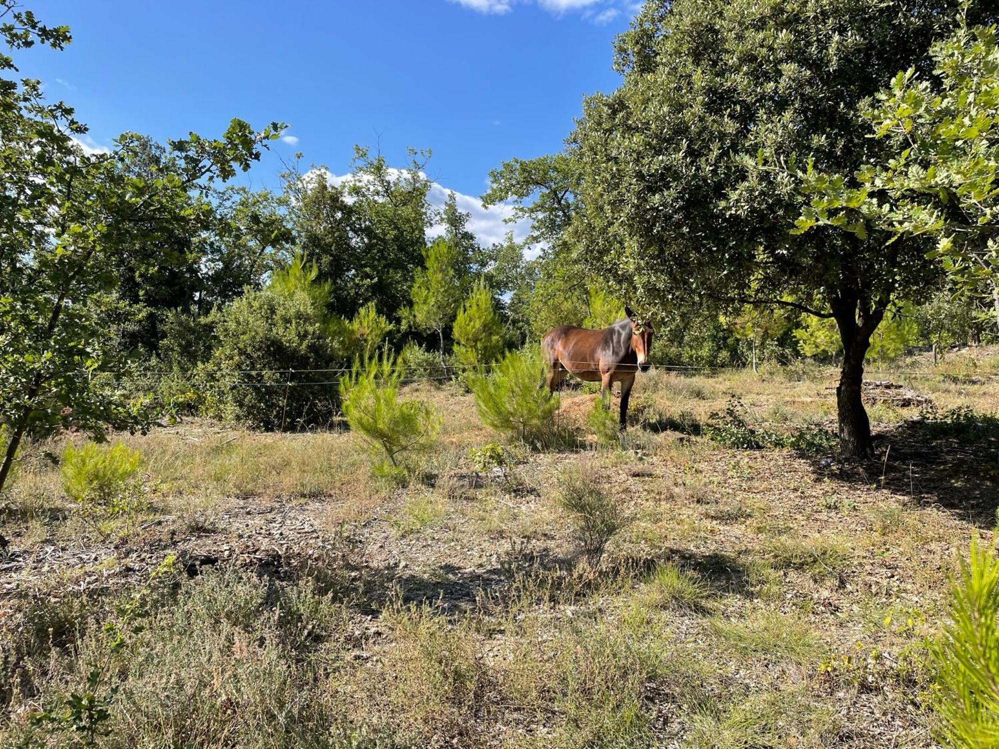 Les Yourtes De Provence Bed & Breakfast Saint-Paulet-de-Caisson Dış mekan fotoğraf