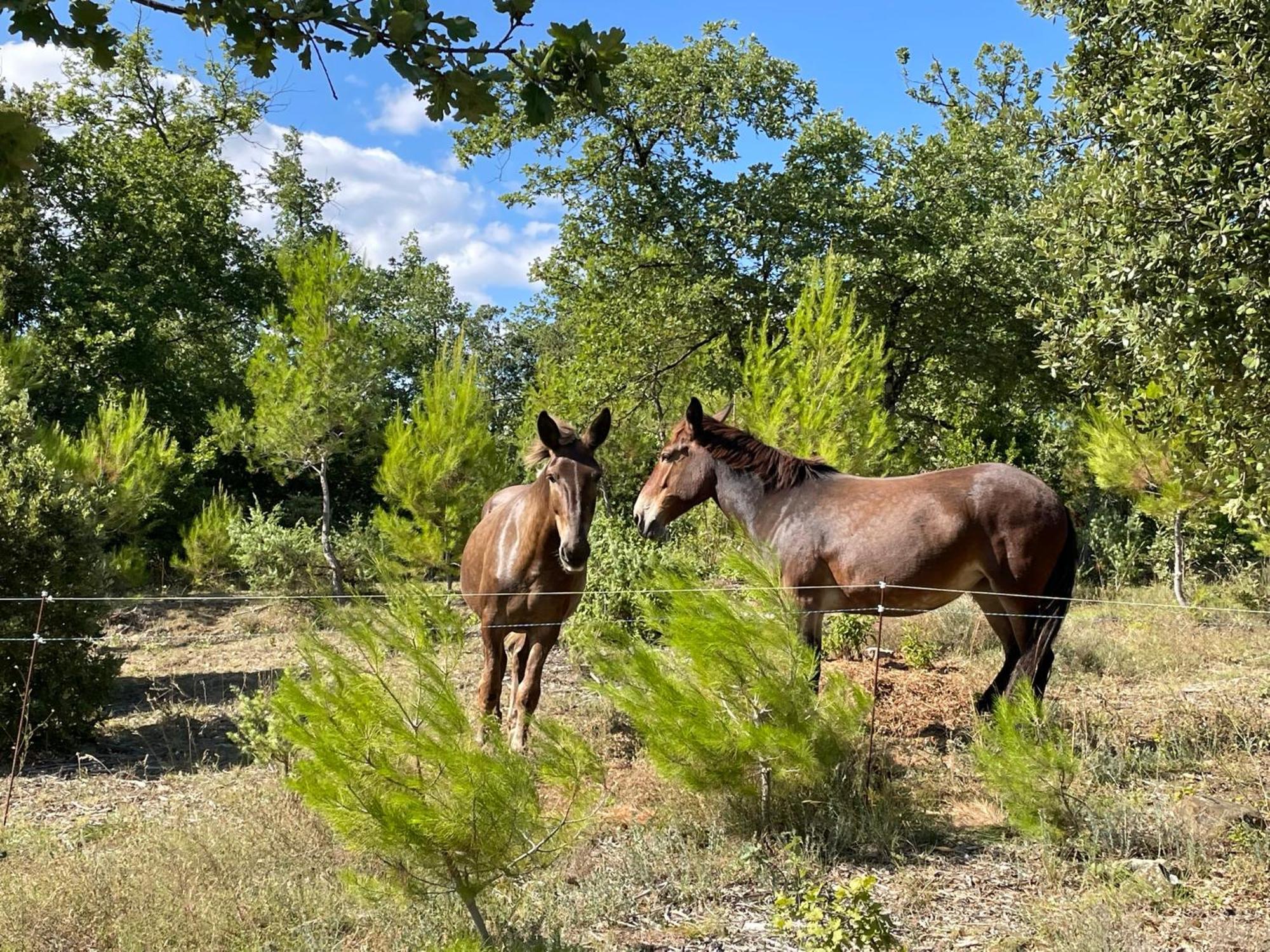 Les Yourtes De Provence Bed & Breakfast Saint-Paulet-de-Caisson Dış mekan fotoğraf